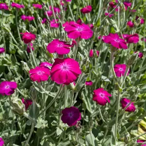 Lychnis 'Atrosanguinea'